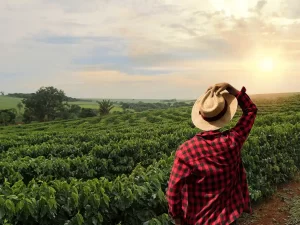 cafe estados unidos