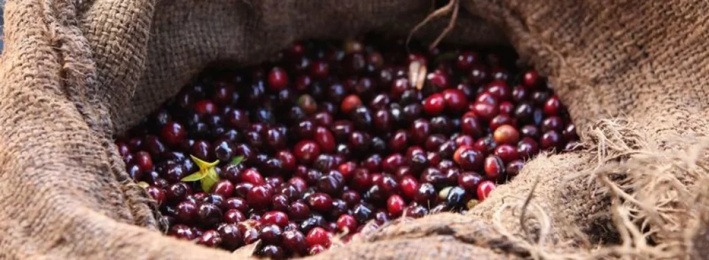 Origen del café