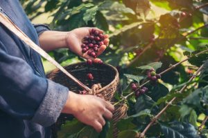 las fascinantes zonas cafetaleras de México