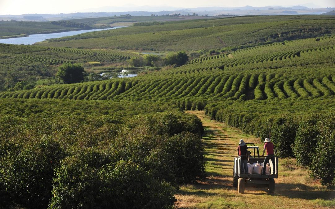las Zonas Cafetaleras de Brasil