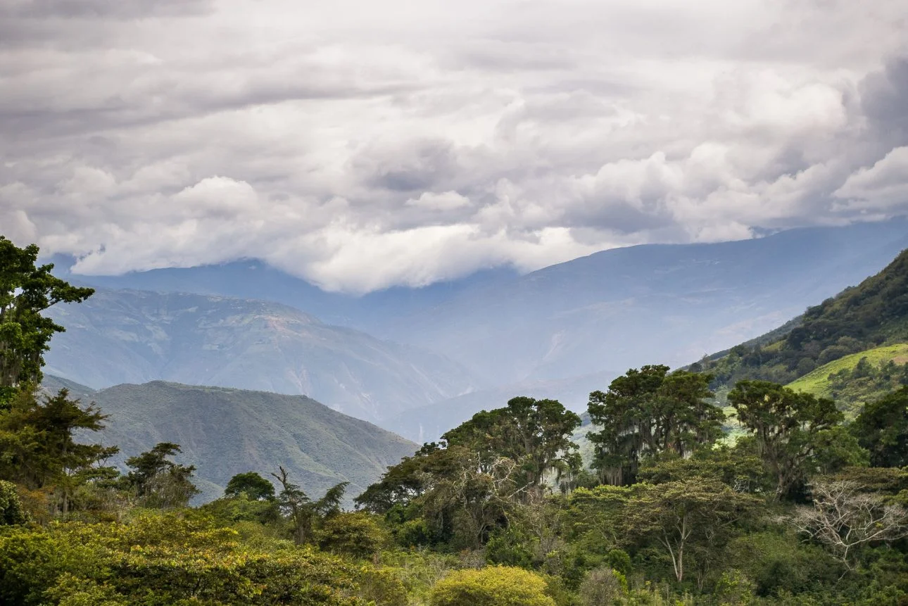 Las maravillosas zonas cafeteras de Venezuela