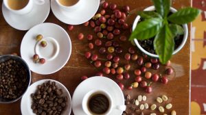 los secretos de la Caficultura
