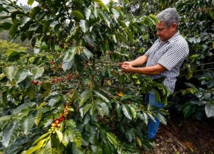 El Año Cafetero