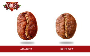 características únicas del Café Arábica